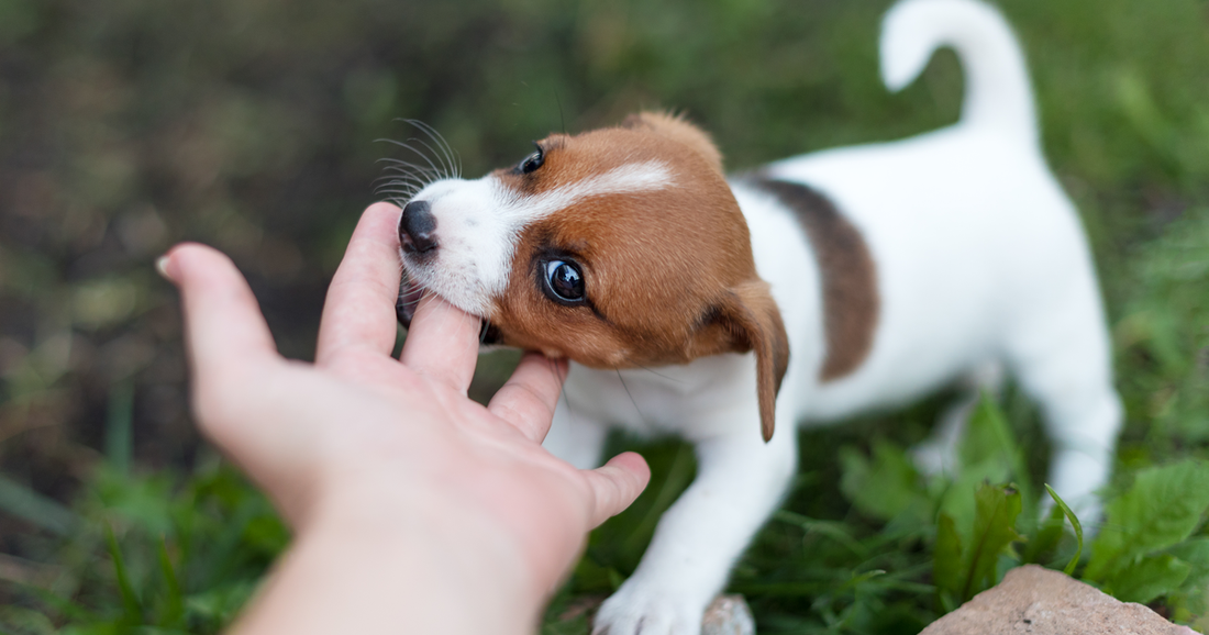 Štěně jack russell teriéra hravě kouše majitele do prstů